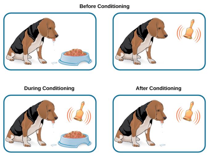 case study 1 classical conditioning what's wrong with ziggy